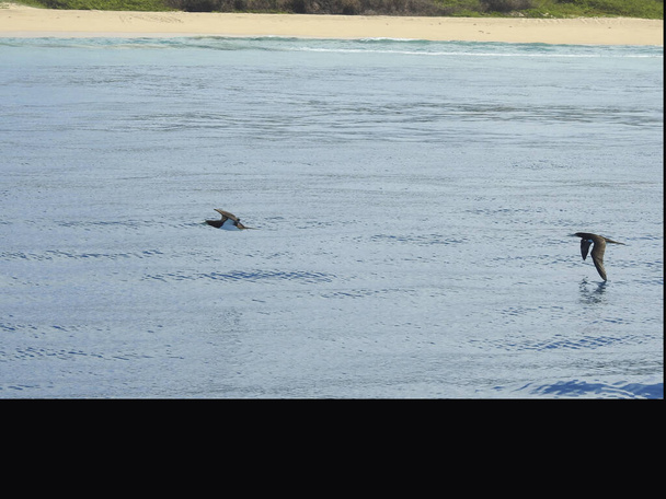 Птахи фрегату на узбережжі На Палі, острів Кауаї, Гаваї - США - Фото, зображення