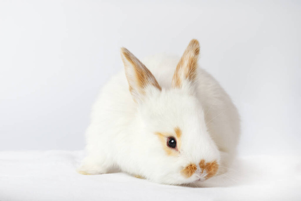 Kaninchen mit Brille auf weißem Hintergrund, Tierbabys - Foto, Bild