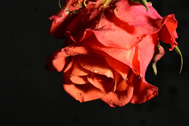 красивый яркий цветок розы, крупным планом - Фото, изображение