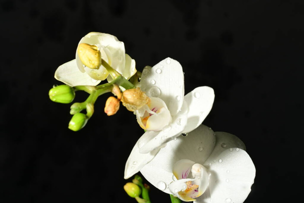 schöne helle Orchideen Blumen, Nahaufnahme - Foto, Bild