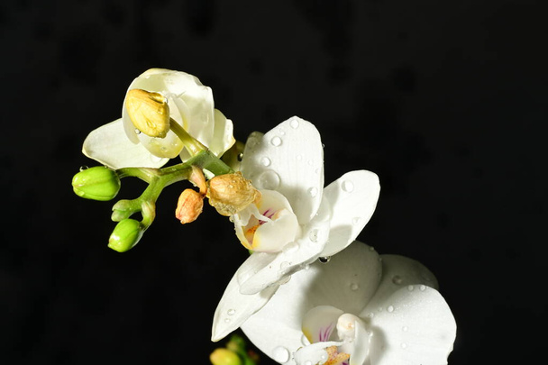 hermosas flores brillantes de las orquídeas, primer plano - Foto, Imagen