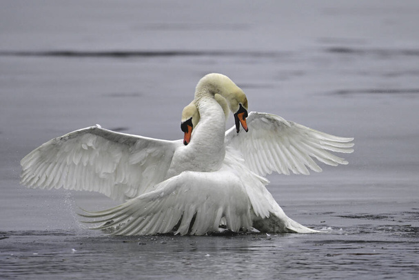 Escena de primavera de dos cisnes mudos machos luchando por el afecto de una cisne muda hembra en un lago congelado - Foto, Imagen