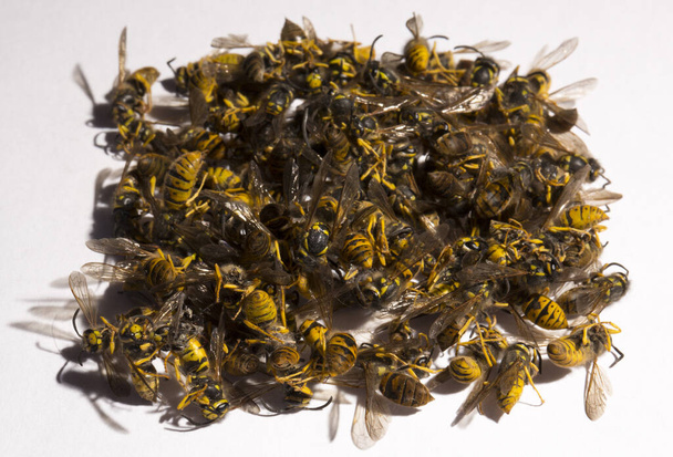 Vespula germanica, die Europäische Wespe, Deutsche Wespe oder Deutsche Gelbjacke. Ein Haufen toter Insekten. - Foto, Bild