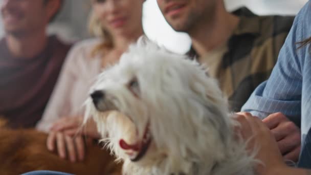 Closeup cute dog yawning sitting couch with loving people group. Smiling woman caressing fluffy white pet relaxing together at home. Relaxed smiling friends enjoy family weekend with adorable animals. - Footage, Video