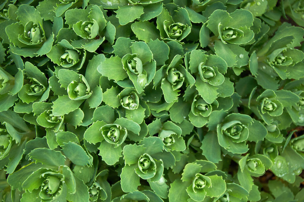 Зелені декоративні рослини видатні сукуленти Sedum. Декоративні осінні садові рослини - Фото, зображення