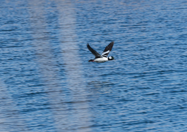 A Bufflehead Duck in Flight near Kearney, Nebraska - Photo, Image