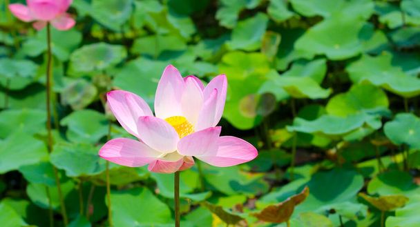 Fleur de lotus rose fleurissant dans un étang aux feuilles vertes. Lac Lotus, beau fond naturel. - Photo, image