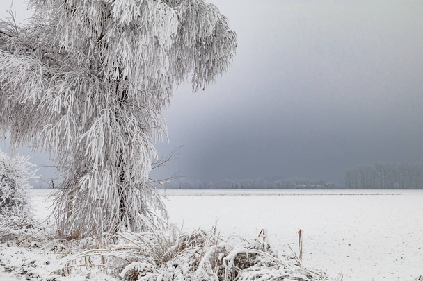 Ledové krystaly na větvích zasněženého stromu před temnou oblohou v zimě - Fotografie, Obrázek