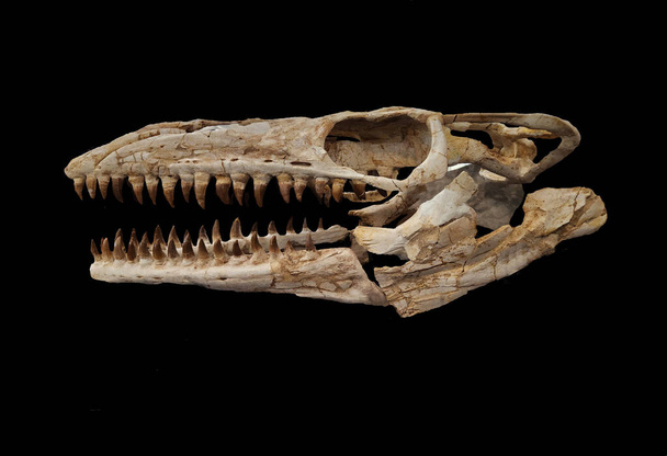 Ancient fossilized mosasaurus skull - black background - Photo, Image