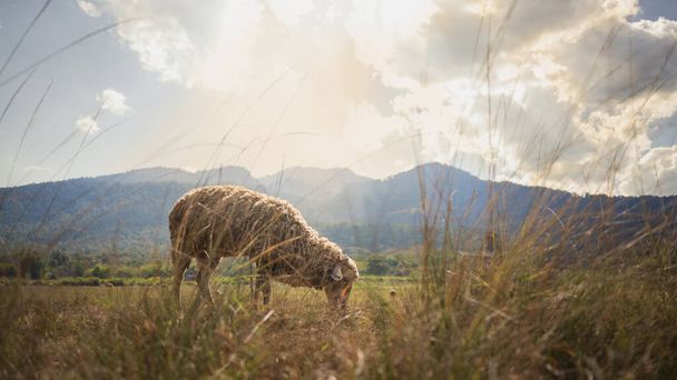Pâturage de moutons sur prairie avec belle vue sur le paysage de montagne au lever du soleil. - Photo, image
