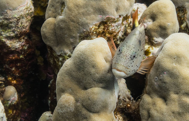 サンゴに囲まれたホークフィッシュは エジプトの他の魚を探します - 写真・画像