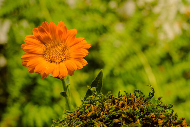 Kvetoucí oranžový květ měkkýšů poblíž zelené louky. Léčivé rostliny. měkké zaměření - Fotografie, Obrázek