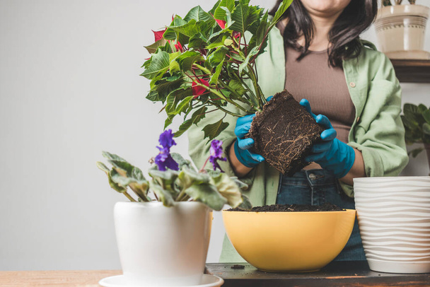 Mujer con guantes transplantando una planta de interior poinsettia en una maceta nueva en una mesa. - Foto, Imagen