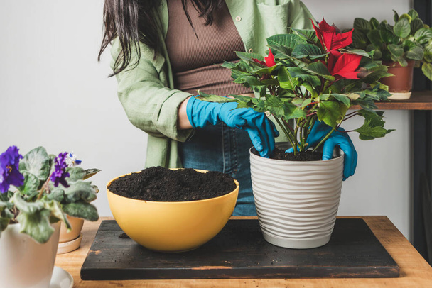 テーブルの上の新しい花の鍋に家のポインセチアを移植する手袋に女性の手. - 写真・画像