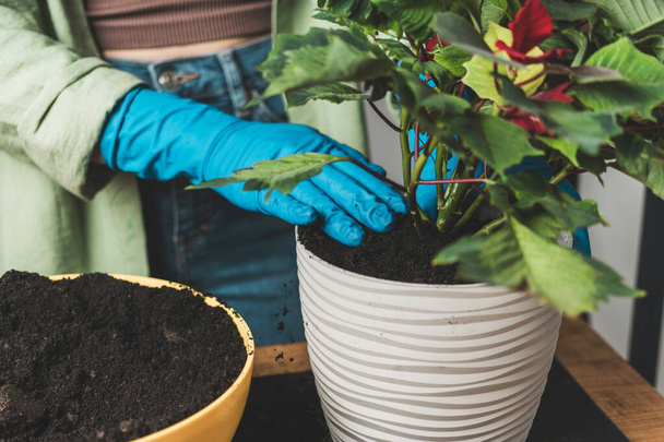 Vrouw handen in handschoenen transplanteren een huisseplant poinsettia in een nieuwe bloempot op een tafel. - Foto, afbeelding