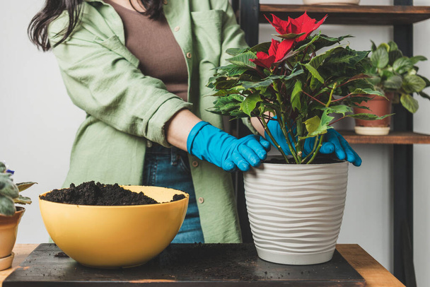 Žena v rukavicích přesazování houseplant poinsettia do nového květináče na stole. - Fotografie, Obrázek