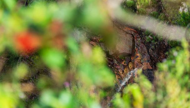 Cascade cachée coule à travers les roches dans une forêt, entrevu à travers le feuillage vert frais. - Photo, image