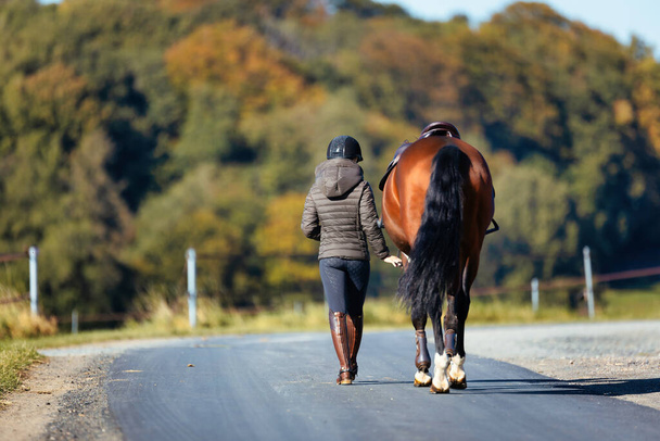 Nuori nainen kävelee polkua pitkin aurinkoisena syyspäivänä ja johtaa hevosensa ratsastamaan. Pukeutunut ratsastusvaatteisiin ja hevonen valmiina satuloituna. Kuva maisemamuodossa syksyn metsä taustalla. - Valokuva, kuva