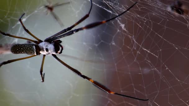 Arany Spider-szövőmadár - Felvétel, videó