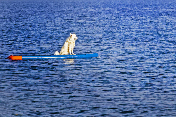white Samoyed dog swims on a surfboard on a calm sea in the morning. - Photo, Image