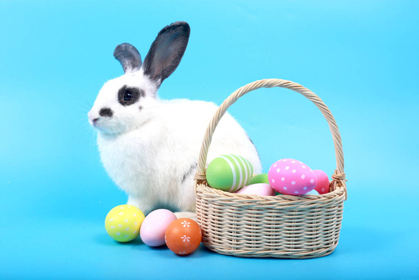 Roztomilý nadýchaný černý flek králík s dlouhýma ušima s barevným velikonočním vejcem na modrém pozadí, zajíček s velikonočním vejcem, symbol svátku veselé Velikonoce. Jarní svátky. - Fotografie, Obrázek