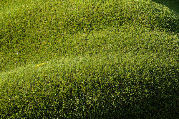 Textura de fundo campo de grama verde, foco suave.  - Foto, Imagem