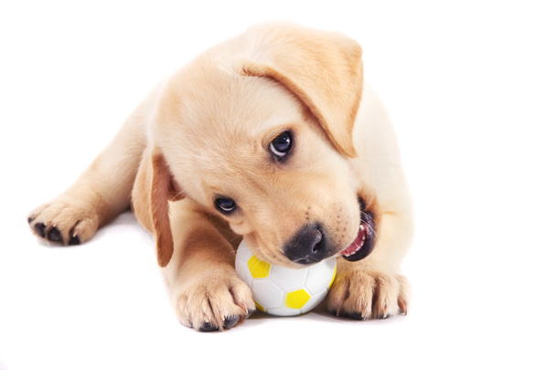 2 meses de edad labrador retriever cachorro masticando una pelota
 - Foto, imagen