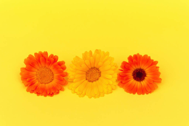 Tonos soleados trío floral, vibrantes tres flores de caléndula en naranja y amarillo sobre fondo amarillo vivo en el día de verano brillante, vitalidad y belleza natural de flores en flor. - Foto, Imagen