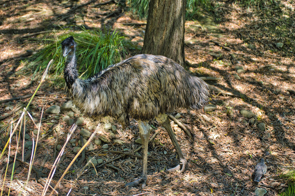 Emu (Dromaius novaehollandiae), птах без літаків, в кущі східної Вікторії, Австралія - Фото, зображення