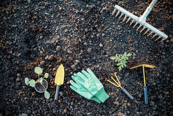 organik bahçe arka plan araçları ve yeryüzünde fide - Fotoğraf, Görsel