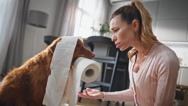 Girl punishing naughty pet chewing toilet paper in modern apartment close up. Upset woman scolding at dog for doing mess in house living room. Canine owner dissatisfied puppy misbehave at home. - Footage, Video