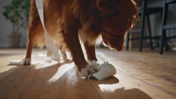 トイレットペーパーを噛む遊び心のある犬が近代的なアパートで混乱しています. 面白い愛らしいペットは自宅でゲームを楽しんでいる白いロールを噛みます. リビングで一人で遊んでいるふわふわの動物. カナイン・ミシフ. - 映像、動画