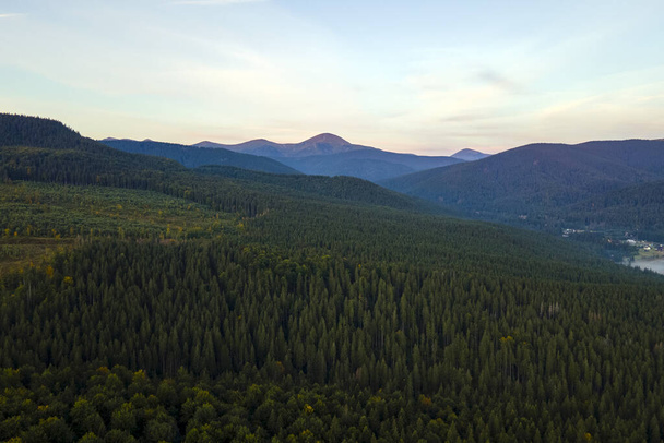 Aerial view of foggy evening over high peaks with dark pine forest trees at bright sunset. Amazing scenery of wild mountain woodland at dusk. - Photo, Image