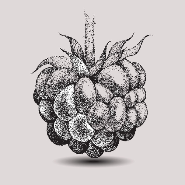 Raspberries, hand-drawing. vector illustration. - Vector, imagen