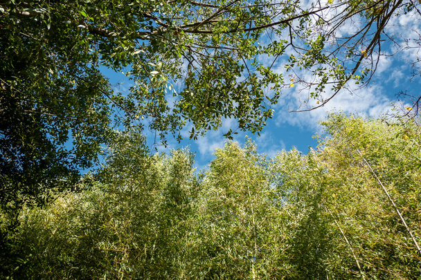Majestic σιλουέτες: Η κορυφή των δέντρων κάτω από ένα δραματικό γαλάζιο ουρανό - Φωτογραφία, εικόνα