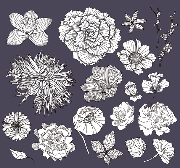 Set of flowers. Floral elements. - Vector, Image
