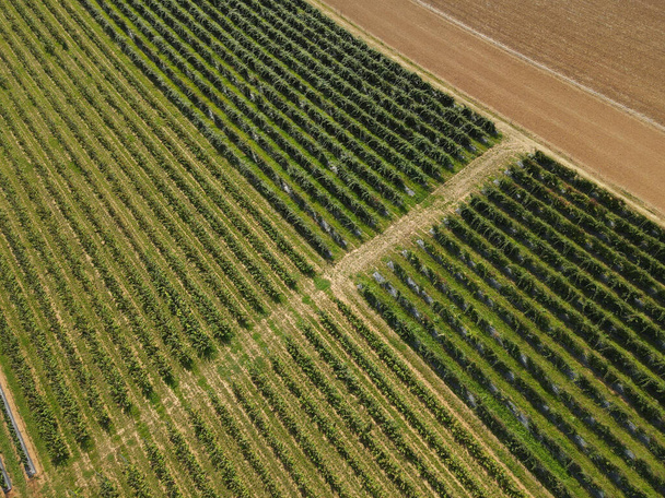 Légi kilátás málna ültetvény a vidéken  - Fotó, kép
