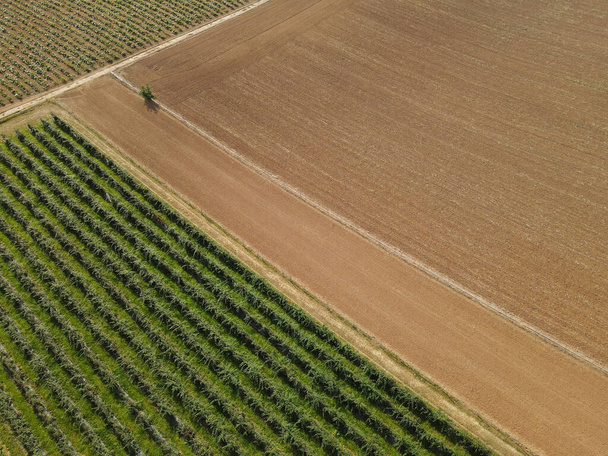 Légi kilátás a málna ültetvény és a területen a talaj a vidéken nyáron - Fotó, kép