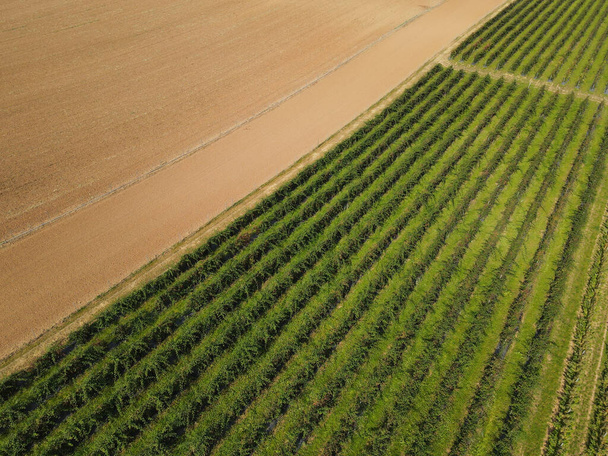 Vista aérea da plantação de framboesa no campo  - Foto, Imagem
