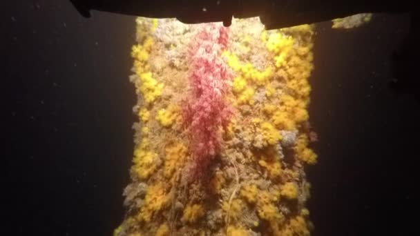Öljy- ja kaasuputken korallit
 - Materiaali, video