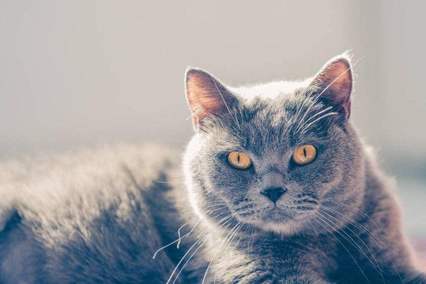 Söpö ja rentouttava brittiläinen lyhyet hiukset kissa  - Valokuva, kuva