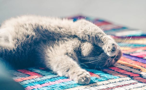 Симпатичная и расслабляющая британская кошка Шорт Хайр  - Фото, изображение