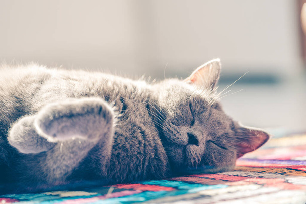 Aranyos és pihentető brit rövid haj macska  - Fotó, kép