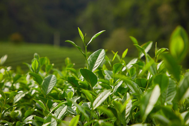 Veel verse groene thee bladeren in het zonlicht met wazige achtergrond. Natuur en fris concept. gezonde voordelen van groene theebladeren - Foto, afbeelding