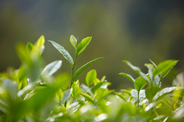 Close-up engel van verschillende groene thee bladeren groeien hoog met groene natuur achtergrond. Groene theeblaadjes hebben veel voordelen voor de gezondheid - Foto, afbeelding