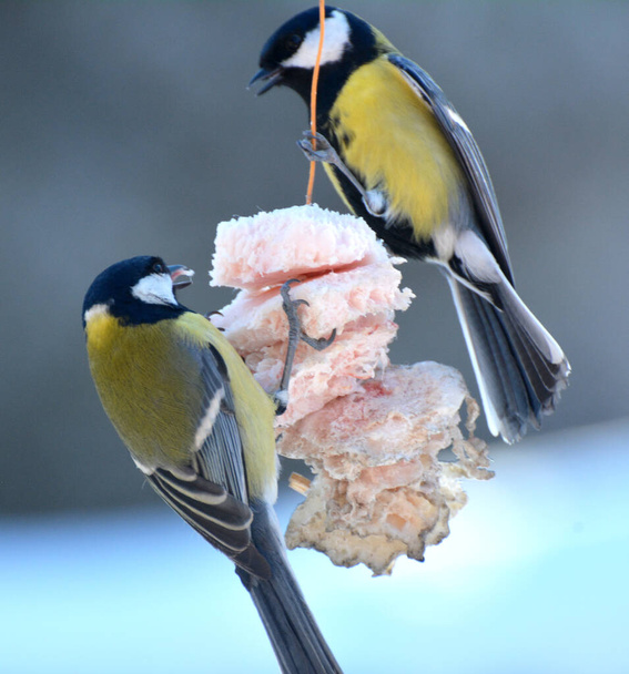 In winter, caring people feed the tits with lard - Photo, Image