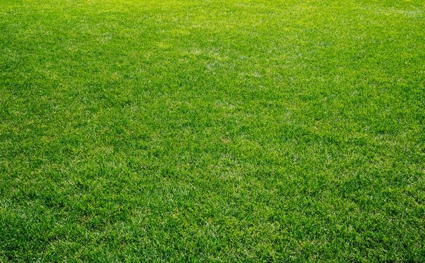 Smooth green grass, well-groomed lawn on a sunny day. Natural background of yellow-green grass in the sun. Stadium grass. Top view of garden background, bright grass concept, lawn for sports field - Photo, Image