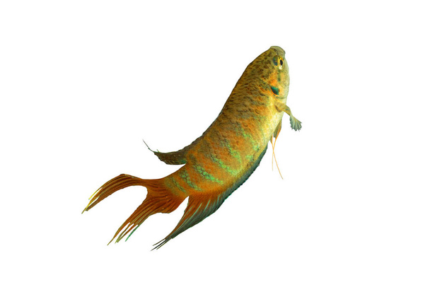 Macropodus opercularis πάνω από λευκό φόντο, αρσενικό ψάρι παράδεισος για το σχεδιασμό σας - Φωτογραφία, εικόνα