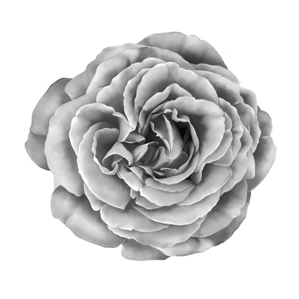 Black and white Rose Flower - Photo, Image