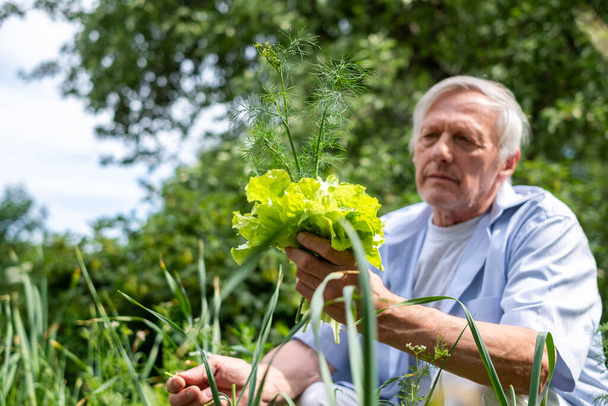 Dans un jardin verdoyant, un homme âgé en chemise bleue examine une tête de laitue, indiquant un mode de vie tranquille et sain adapté aux thèmes du bien-être. Eco agriculture et mode de vie senior.  - Photo, image